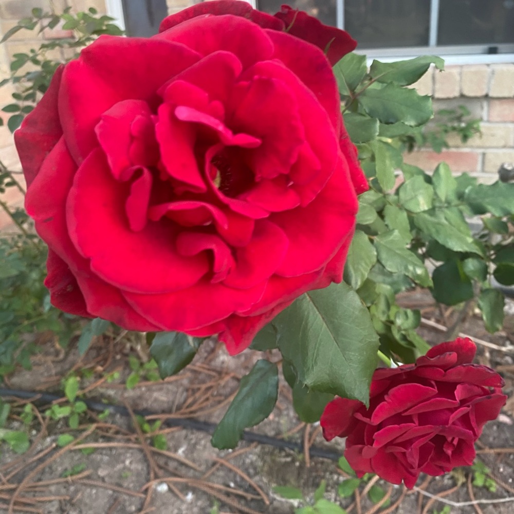 Meet your Posher, Rosa